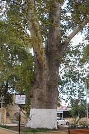 Международный конкурс «Европейское дерево 2021 года»